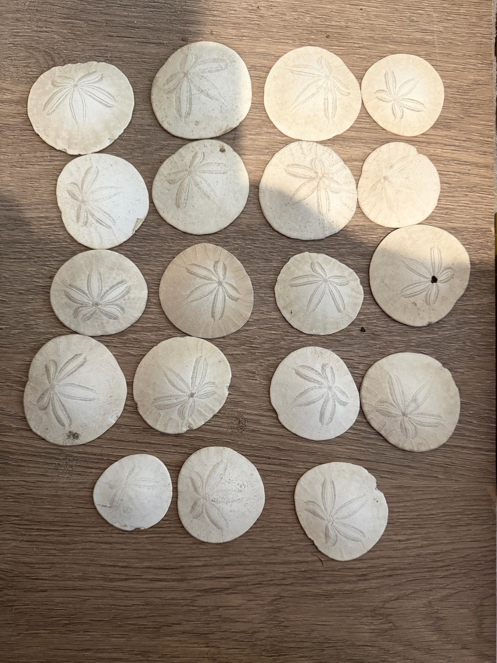 Sand Dollars